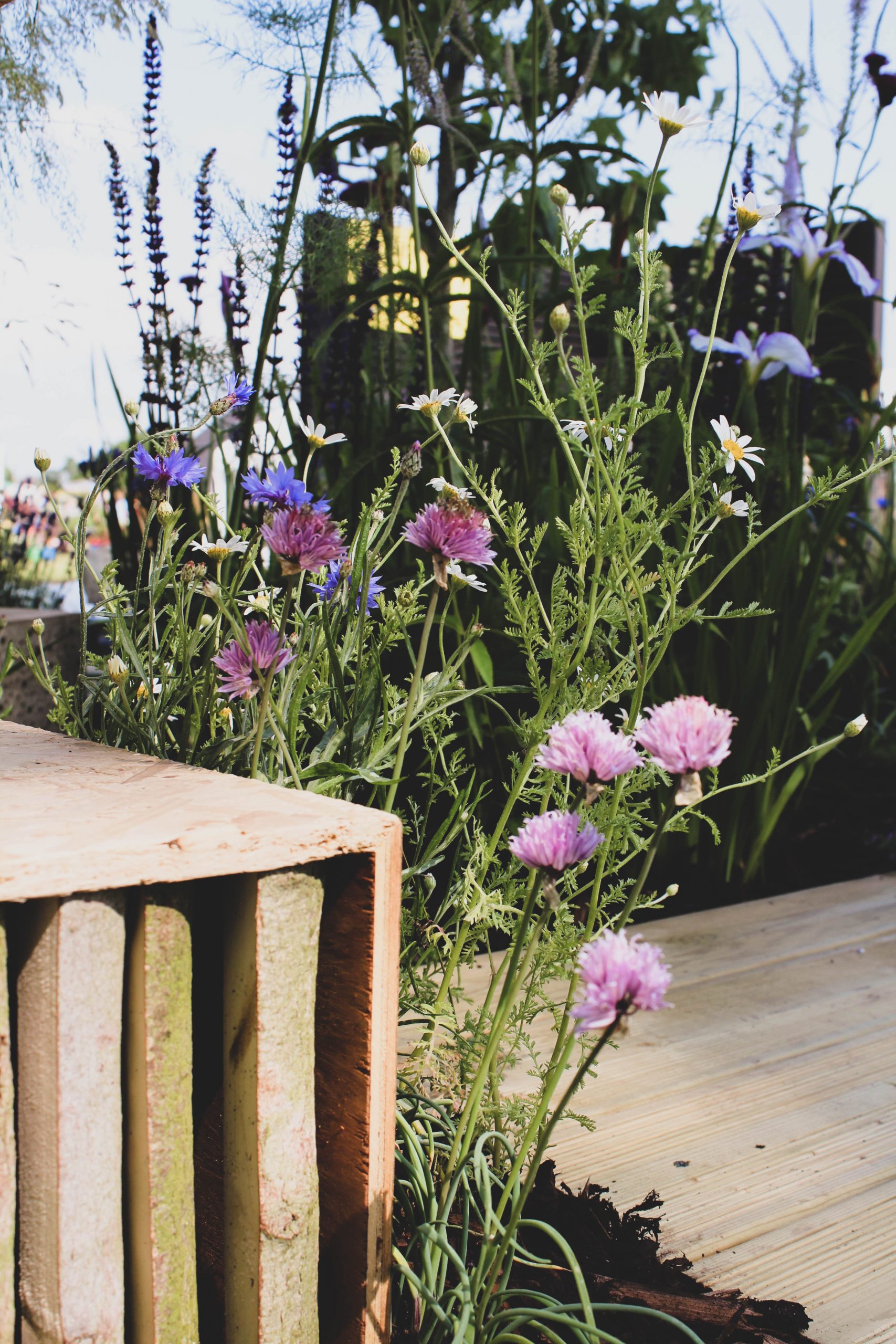 Bee-friendly wildflowers and insect habitat in The Bee Cause Garden at Blenheim Palace