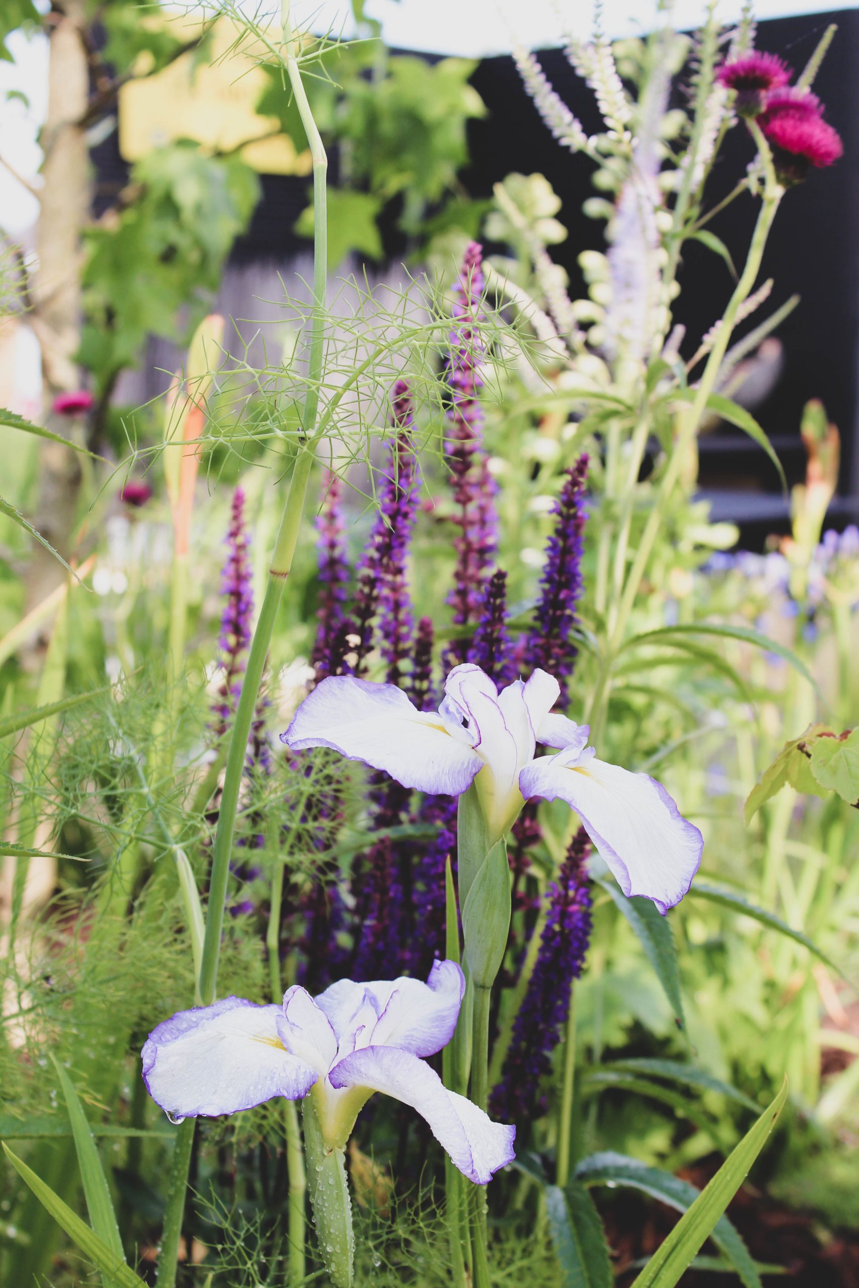 Bee-friendly flowers in The Bee Cause Garden at Blenheim Palace Flower Show