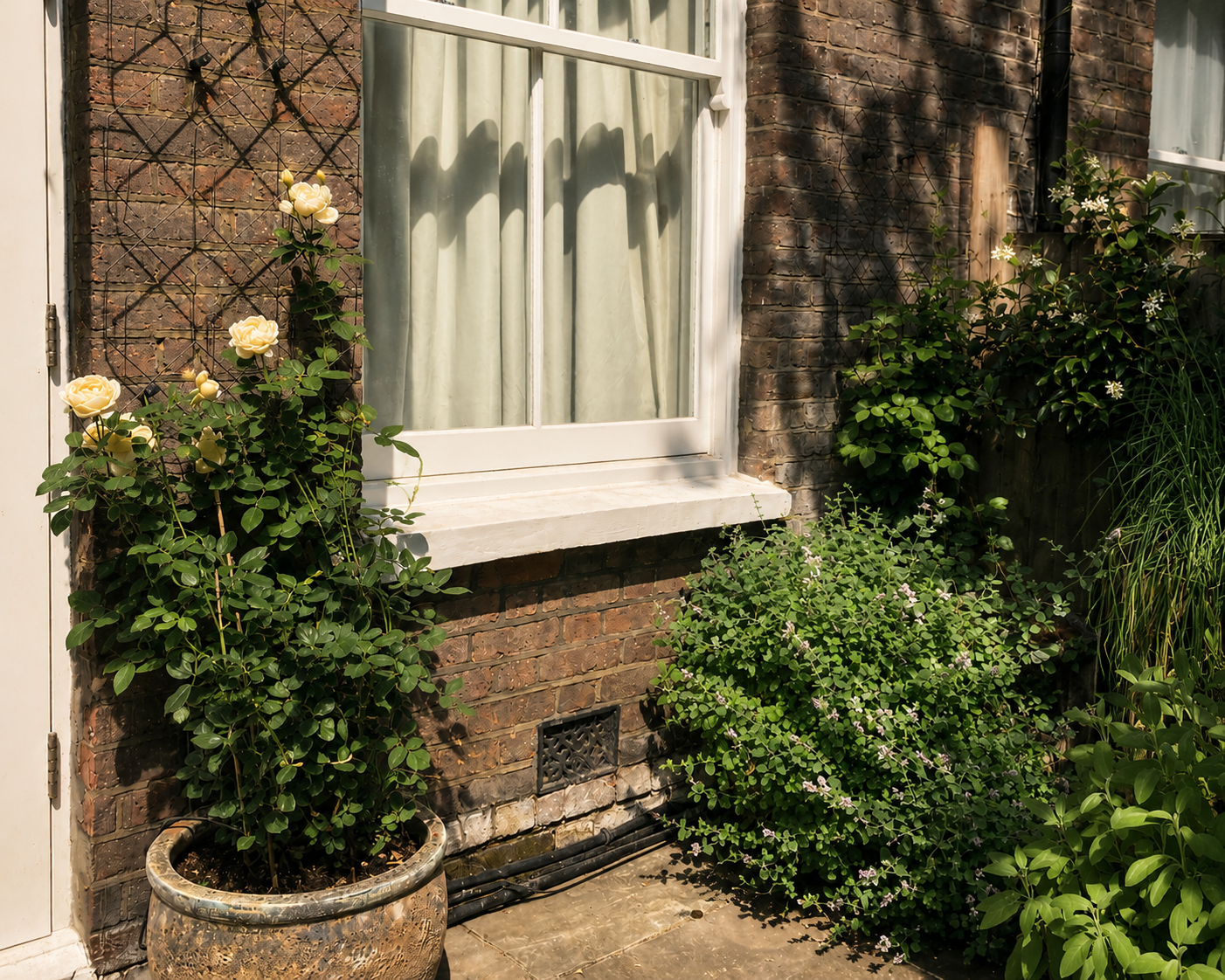 Climbing rose and planting beside a period house in a shared Hampstead garden