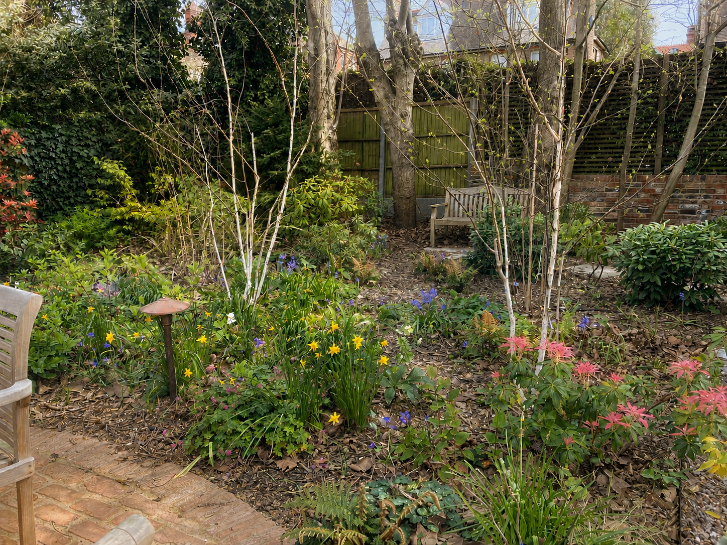 Woodland planting in a shared Hampstead garden with spring bulbs and young trees