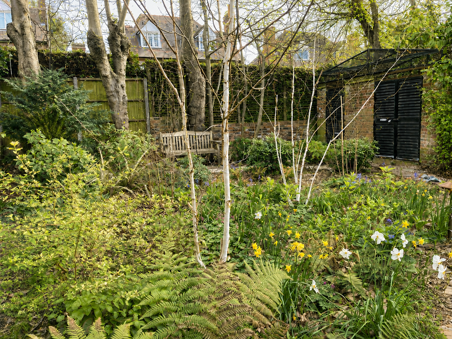 Woodland garden planting in Hampstead with ferns, bulbs and young trees