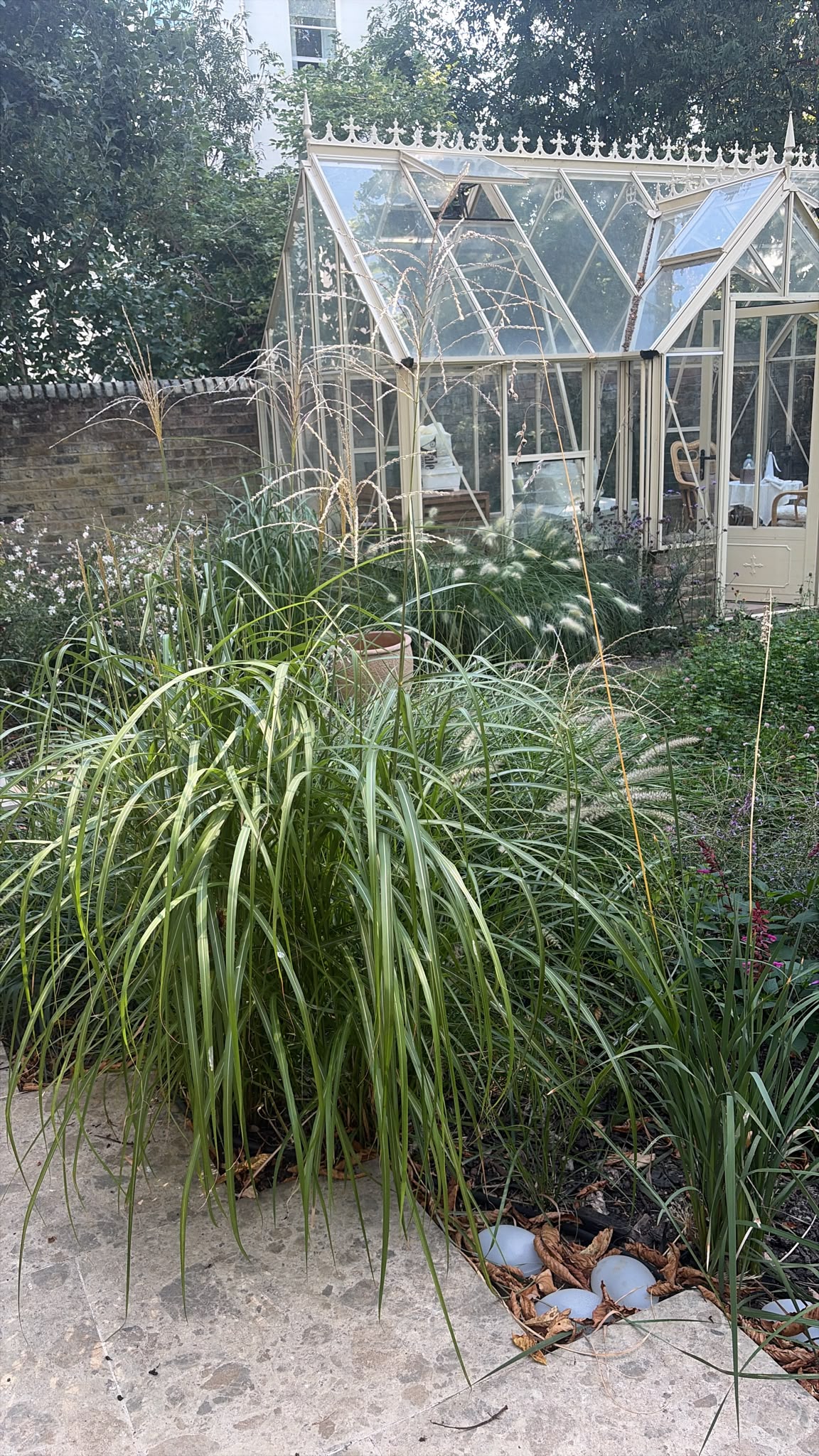 Hampstead garden in North London with greenhouse and natural grass planting