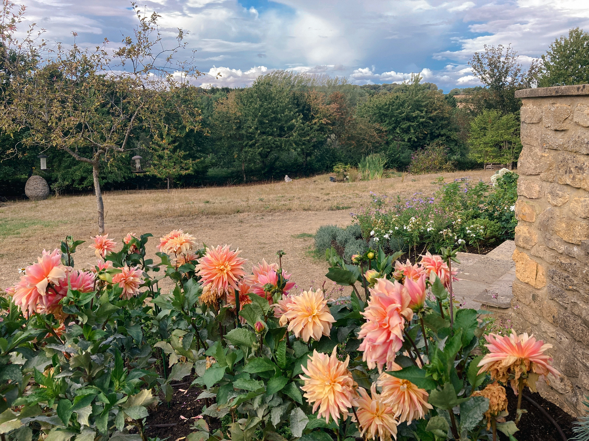 Dahlias and seasonal planting in a large Chipping Norton country garden