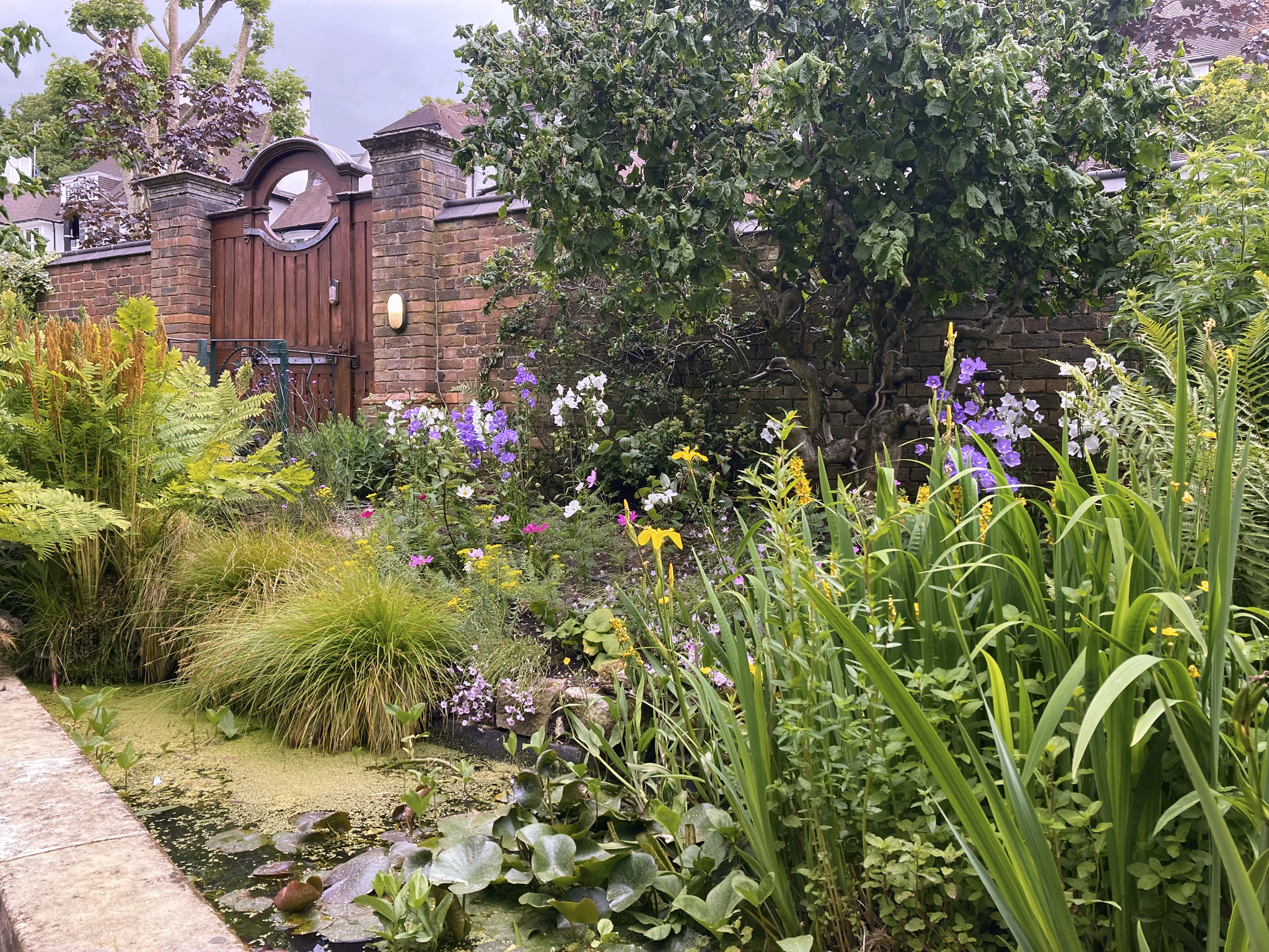 Restored garden pond in Hampstead surrounded by mature flowering planting