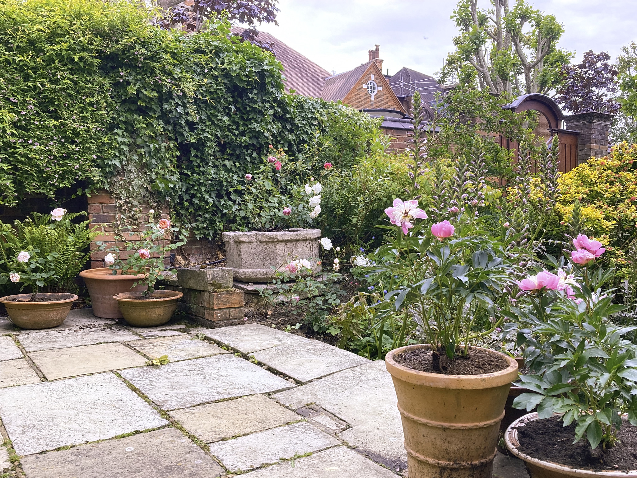 Mature Hampstead garden in North London with restored planting beside a paved patio