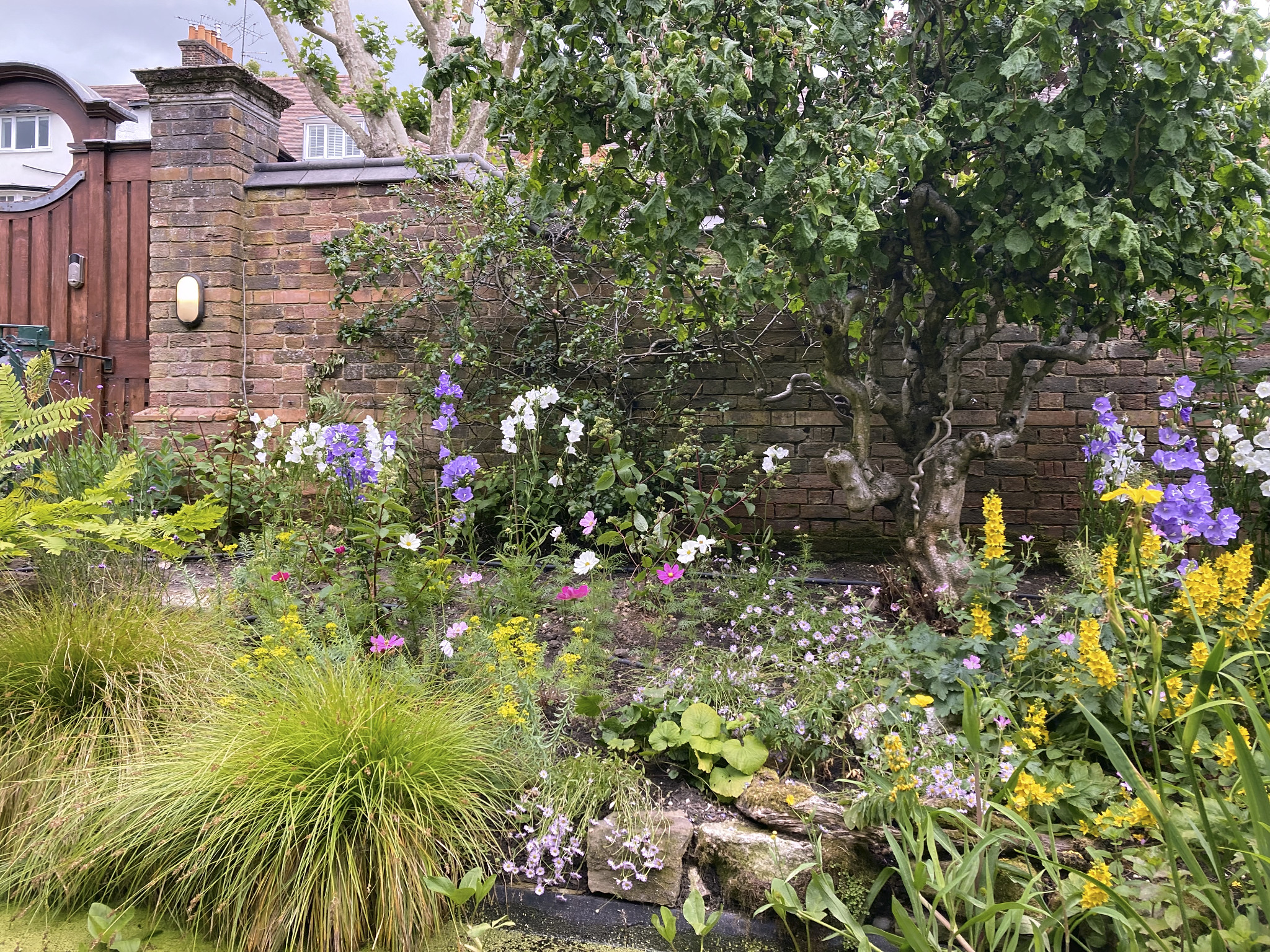 Mature garden planting in Hampstead with colourful flowers and established tree