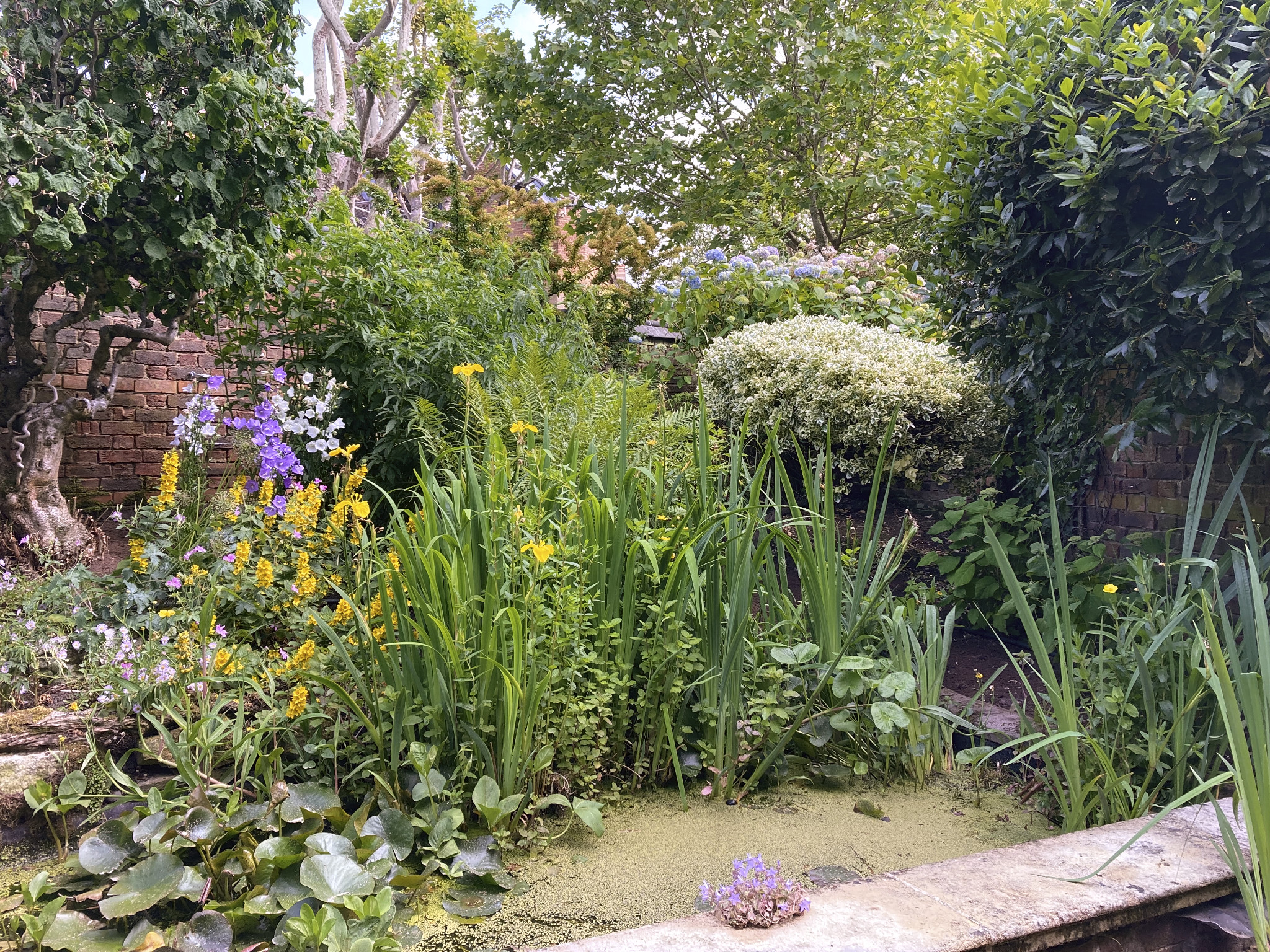 Mature pond planting in a restored Hampstead garden in North London