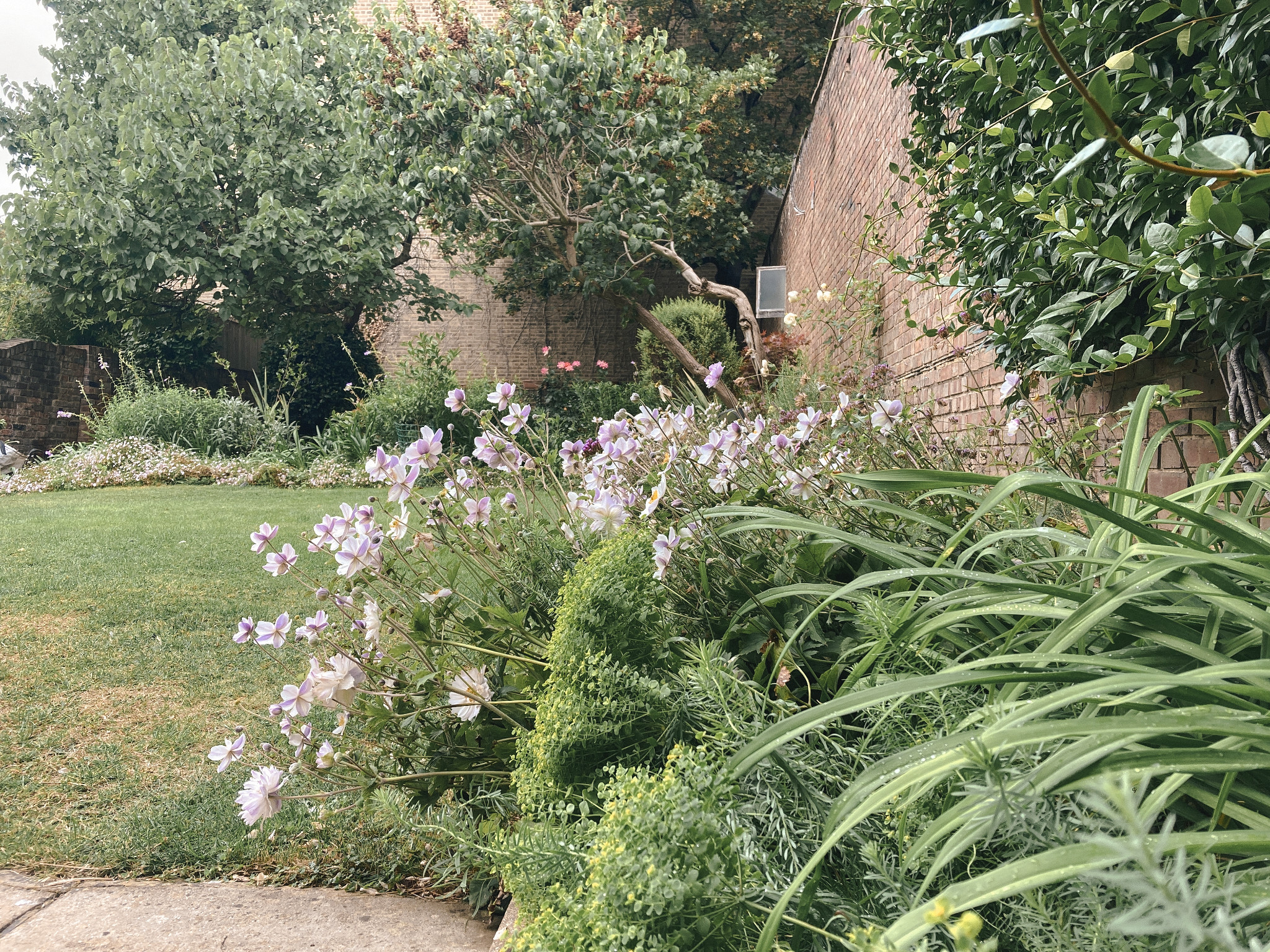 Flowering border beside lawn in a split-level garden in West Hampstead, North London